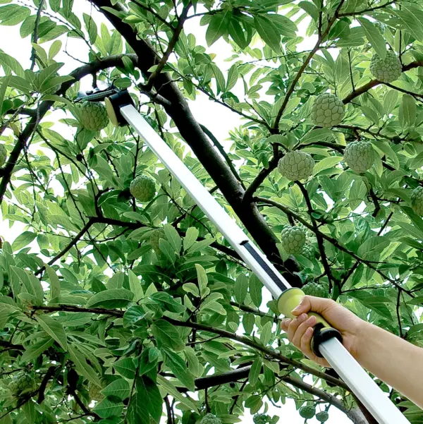 Tree Pruners